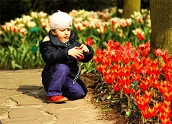 Ngất ngây giữa rừng hoa tulip ở 'khu vườn châu Âu'