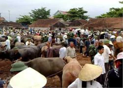 Sang Lào buôn trâu: Hô biến trâu Lào thành trâu Việt!