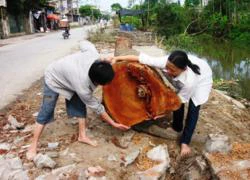 Thái Bình: Dân xót xa nhìn xã chặt hạ hàng trăm cây xanh