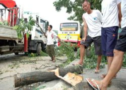 Hà Nội: Cây sưa gần 20 năm tuổi bị cưa trộm