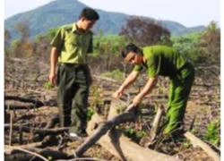 Hà Tĩnh: Bắt 3 đối tượng khiến 6ha rừng bị chặt phá nghiêm trọng