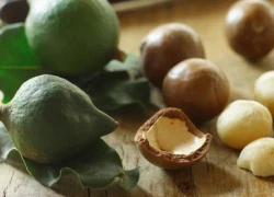 Macadamia: Hạt ngon nhất, đắt nhất