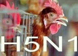 Một bé trai TQ bị nhiễm cúm gia cầm H5N1