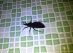 Thai phụ hoảng loạn vì bị bọ xít truyền bệnh chagas đốt