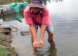 Tôm chết đồng loạt nghi do nhà máy xả thải