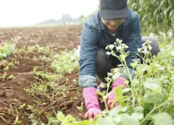 Hà Okio thích thú thu hoạch khoai tây