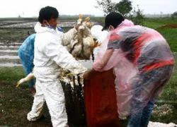 Hy hữu vụ án trộm vịt bị dịch cúm H5N1 để bán