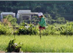 Nghề trồng 'kháng sinh thiên nhiên' ở Lý Sơn