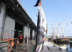 Sea Shepherd sẽ đưa tàu đến Hàn Quốc để bảo vệ cá voi