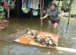 Sống bì bõm giữa lòng thành phố