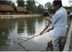 Thú câu cá và thiên đường hút chích