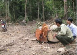 Vụ phá rừng giáp ranh Phú Yên và Đắk Lắk: Cảnh sát môi trường sẽ vào cuộc