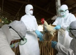 Xuất hiện dịch cúm H5N1 ở Tân Cương