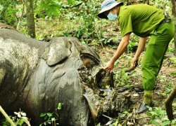 Ảnh hai con voi rừng chết tại "thiên đường" Yok Đôn