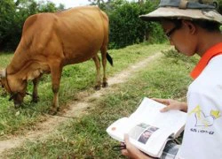 Chàng trai chăn bò đỗ thủ khoa đại học