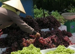 Đưa nho, khoai tây Trung Quốc vào danh sách 'đen'