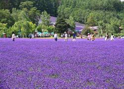 Ngây ngất Hokkaido mùa hoa oải hương