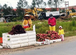 Nho Mỹ... giá chỉ 4.000 đồng/kg!