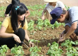 Sinh viên trồng rau, nuôi vịt