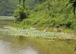 8 nữ sinh chết đuối thương tâm tại hồ Tuy Lai