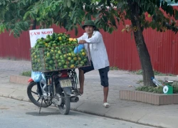 Cam siêu rẻ tràn phố Hà Nội