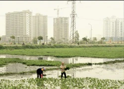 Giá đất "tù mù" làm người dân, nhà nước cùng thiệt