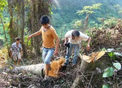 Kiểm lâm chỉ đạo phá rừng?