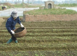 Sản xuất nông sản vi phạm an toàn thực phẩm: Lợi nhỏ, hại lớn