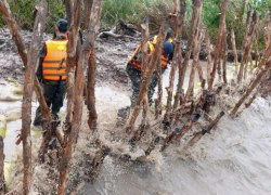 Sạt lở nghiêm trọng ở Cà Mau