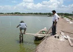 Tôm chết hàng loạt chưa rõ nguyên nhân: Phê bình các đơn vị liên quan