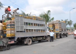 Trắng đêm mật phục... gà lậu