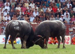 Trâu Đồ Sơn tung những cú đánh hiểm