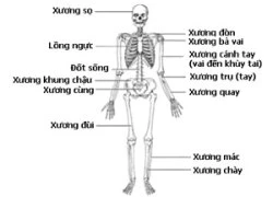 Bệnh ung thư xương