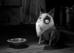 Chó ma Frankenweenie - Phim hoạt hình đen trắng cực 'quái vật'