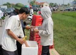 Dịch vụ thuê chỗ đứng "hốt bạc" tại lễ hội chọi trâu