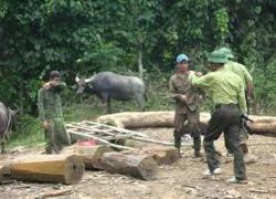 Lâm tặc hung hãn tấn công kiểm lâm, công an