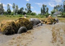 Dồn sức hơn nữa để ứng phó với biến đổi khí hậu