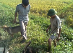 Hà Nội: Theo chân "cao thủ" săn... chuột đồng