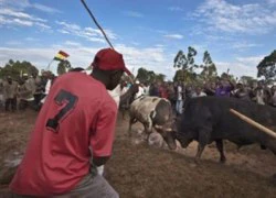 Kenya: Bò Obama hạ bò Romney