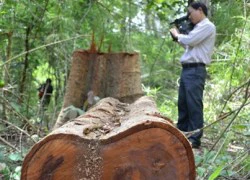 Kiểm lâm "đánh nhau" với kiểm lâm nhưng lại "chơi" với lâm tặc