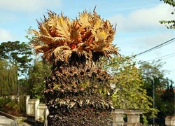 Lạ lùng vạn tuế nở hoa