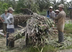 Liên kết tiêu thụ nông sản - giải pháp tăng thu nhập