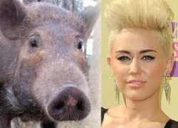 Miley Cyrus nhận quà sinh nhật là 1 chú lợn