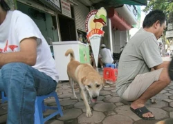 Quy định mới: Chó, mèo cũng phải... "chính chủ"