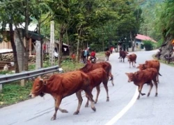 Sa Pa rét 8,5 độ, trâu bò bắt đầu đi sơ tán