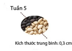 Sổ tay mang thai: Bé bằng hạt vừng rồi nhé!