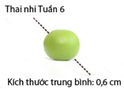 Sổ tay mang thai: Bé có tim thai rồi nhé!