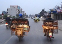 "Tuyên chiến" với gà thải loại