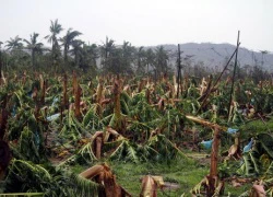 238 người chết vì bão Bopha ở Philippines