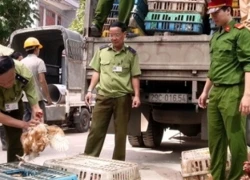 Bắc Giang: Dùng xe sang Mercedes chở gà nhập lậu